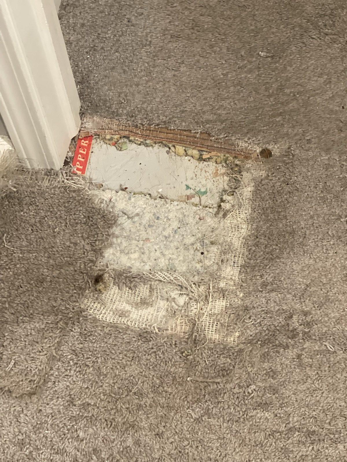 Carpet torn away from a doorway threshold with the underlay broken up beneath it